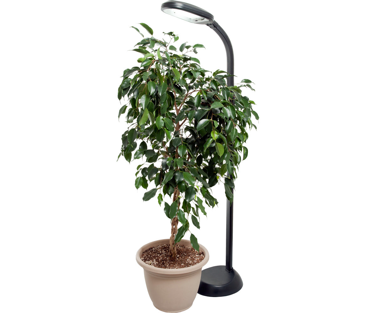 Agrobrite Standing CFL Plant Lamp, 27W